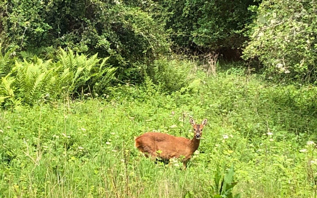 Deer Management – where does the buck stop?