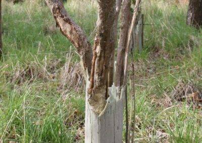 Tree shelters damaging trees
