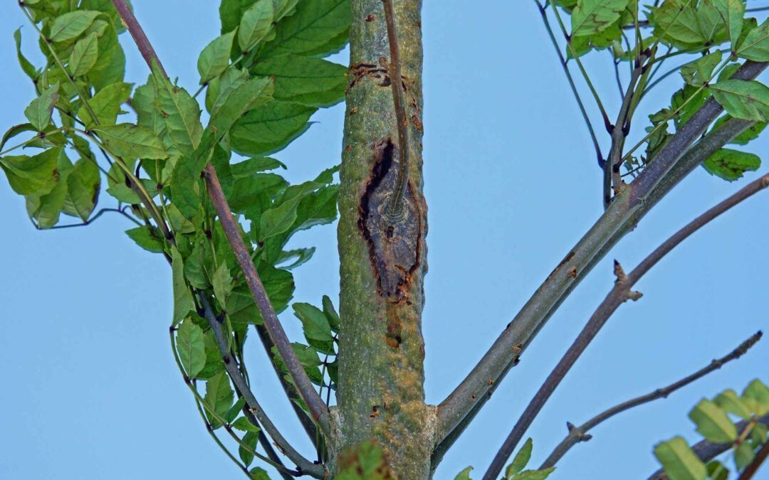 Ash Dieback