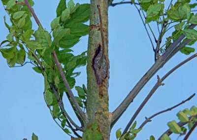 An ash tree showing signs of ash dieback