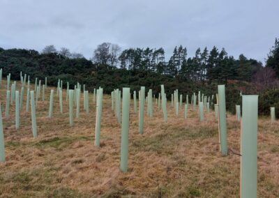 Trees planted at Cringletie Farm in the Scottish Borders