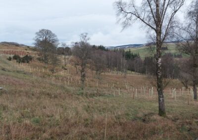 Forest Direct Tree Planting at Cringletie Farm in the Scottish Borders